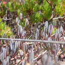 Sivun Darwinia glaucophylla B. G. Briggs kuva