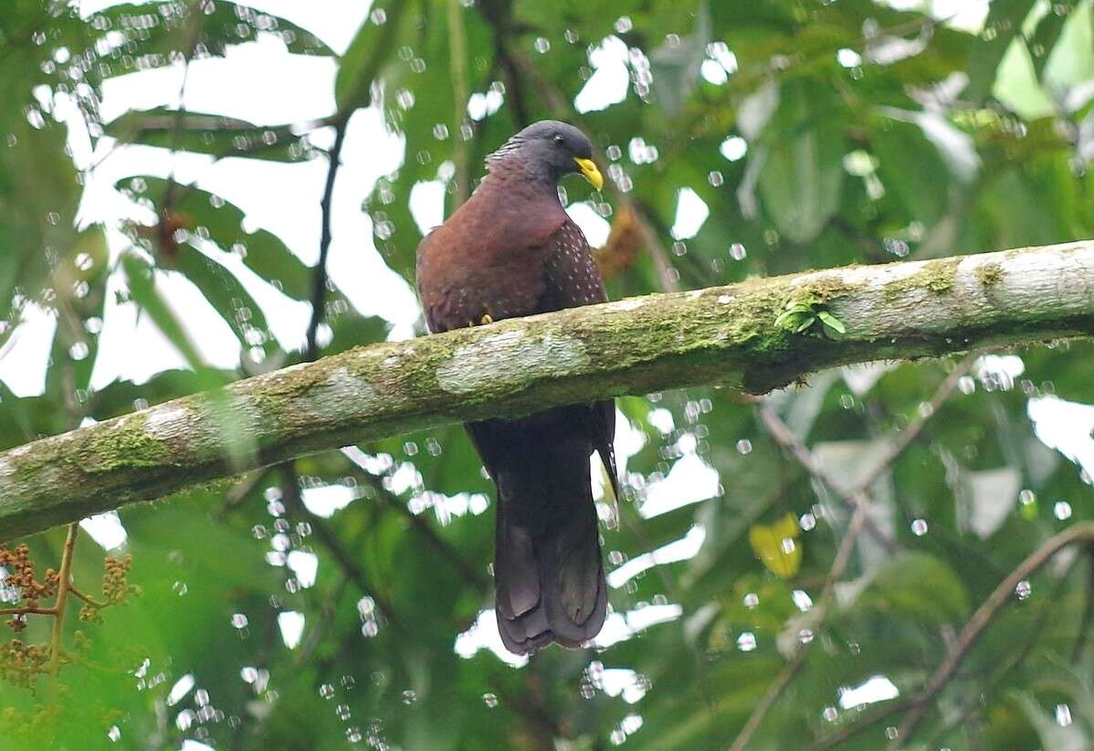 صورة Columba thomensis Barboza du Bocage 1888