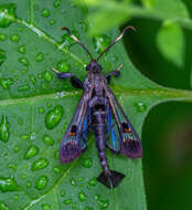 Image of Virginia Creeper Clearwing