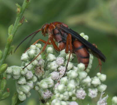 Image of Tachypompilus ferrugineus