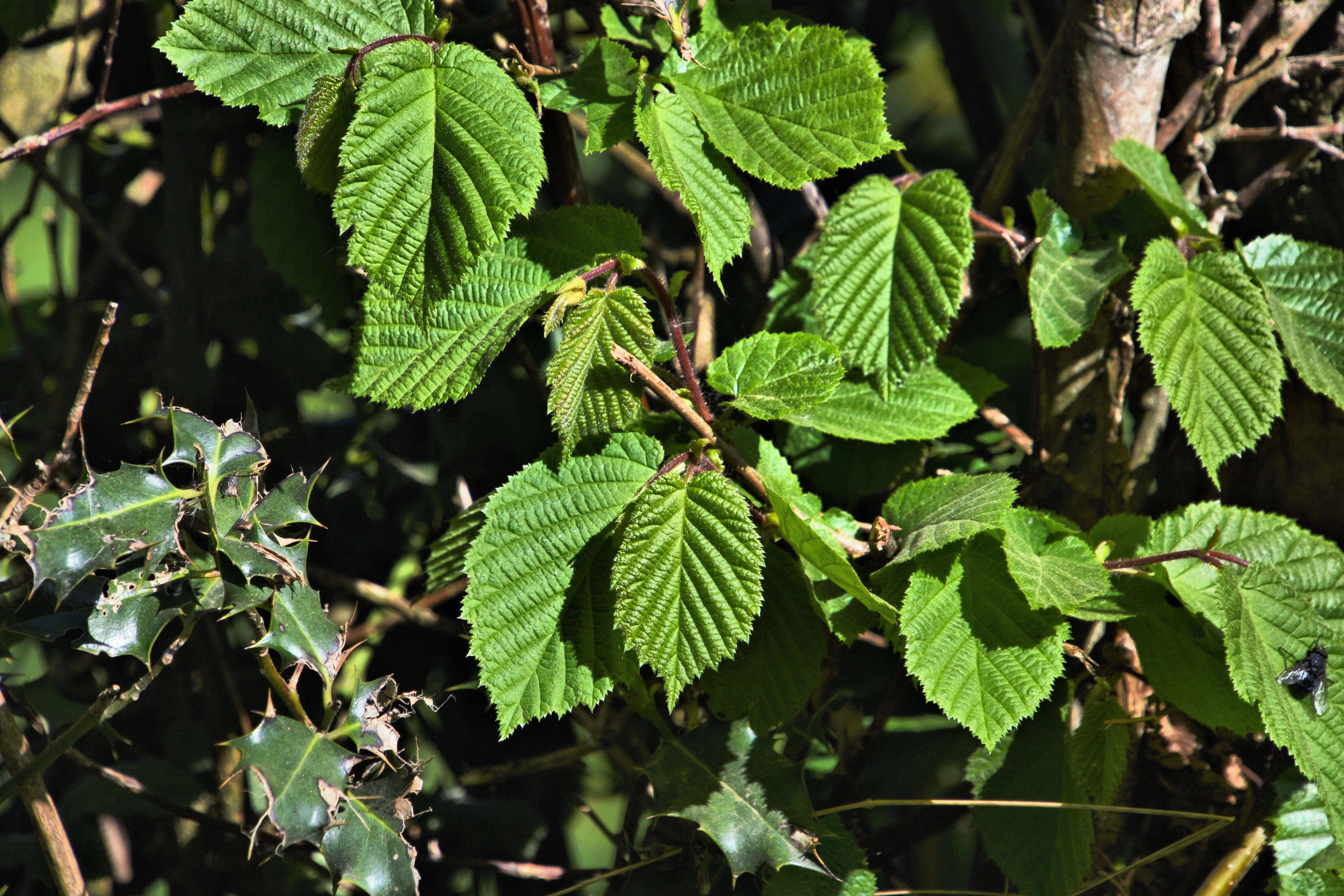 Image of English holly