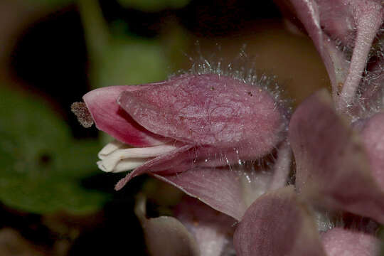 Image of common toothwort