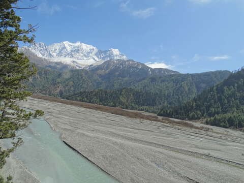 Image of Himalayan Cypress