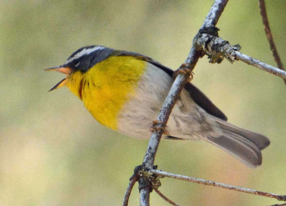 Image of Crescent-chested Warbler