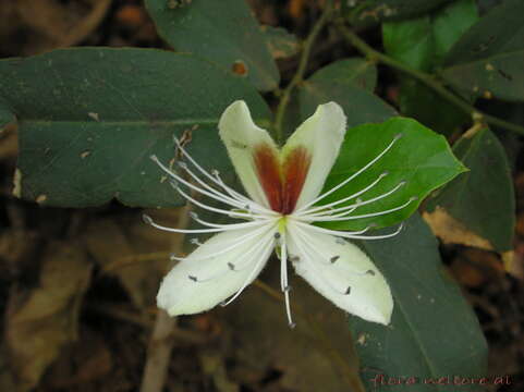 Image de Capparis zeylanica L.