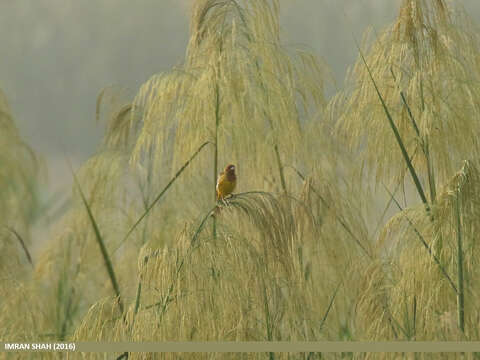 Image of Brown-headed Bunting