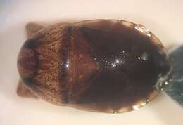 Image of Pelocoris balius La Rivers 1970