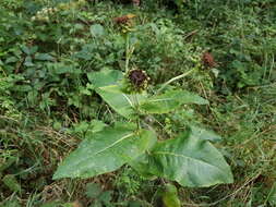 Inula helenium L. resmi