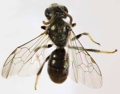 صورة Lasioglossum leucopus (Kirby 1802)