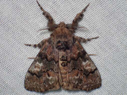 Image of Manto Tussock Moth