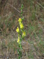 Image of Dalmatian toadflax