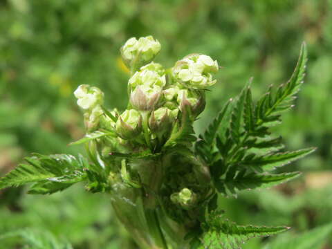 Image of garden chervil