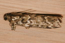 Image of Spruce Coneworm