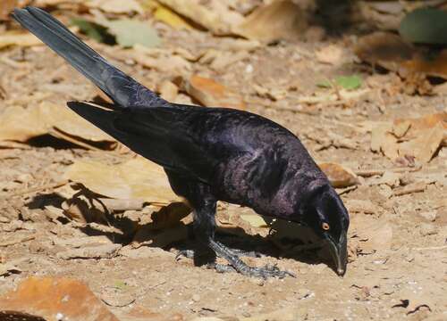 Image of Giant Cowbird