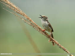 Image of Graceful Prinia