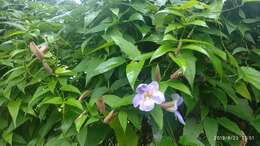 Image of laurel clockvine