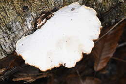 Image of birch polypore