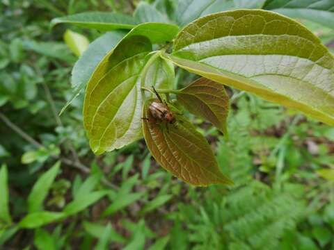 Image of Anomala orientalis