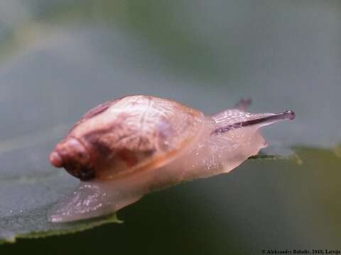 Image of amber snail