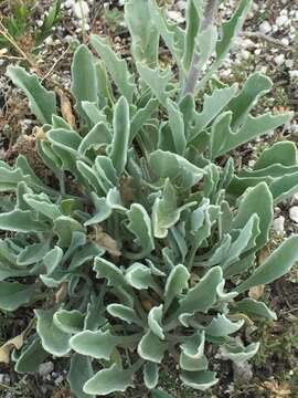 Image of Matthiola fragrans (Fisch.) Bunge