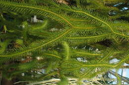 Image of rock tassel fern