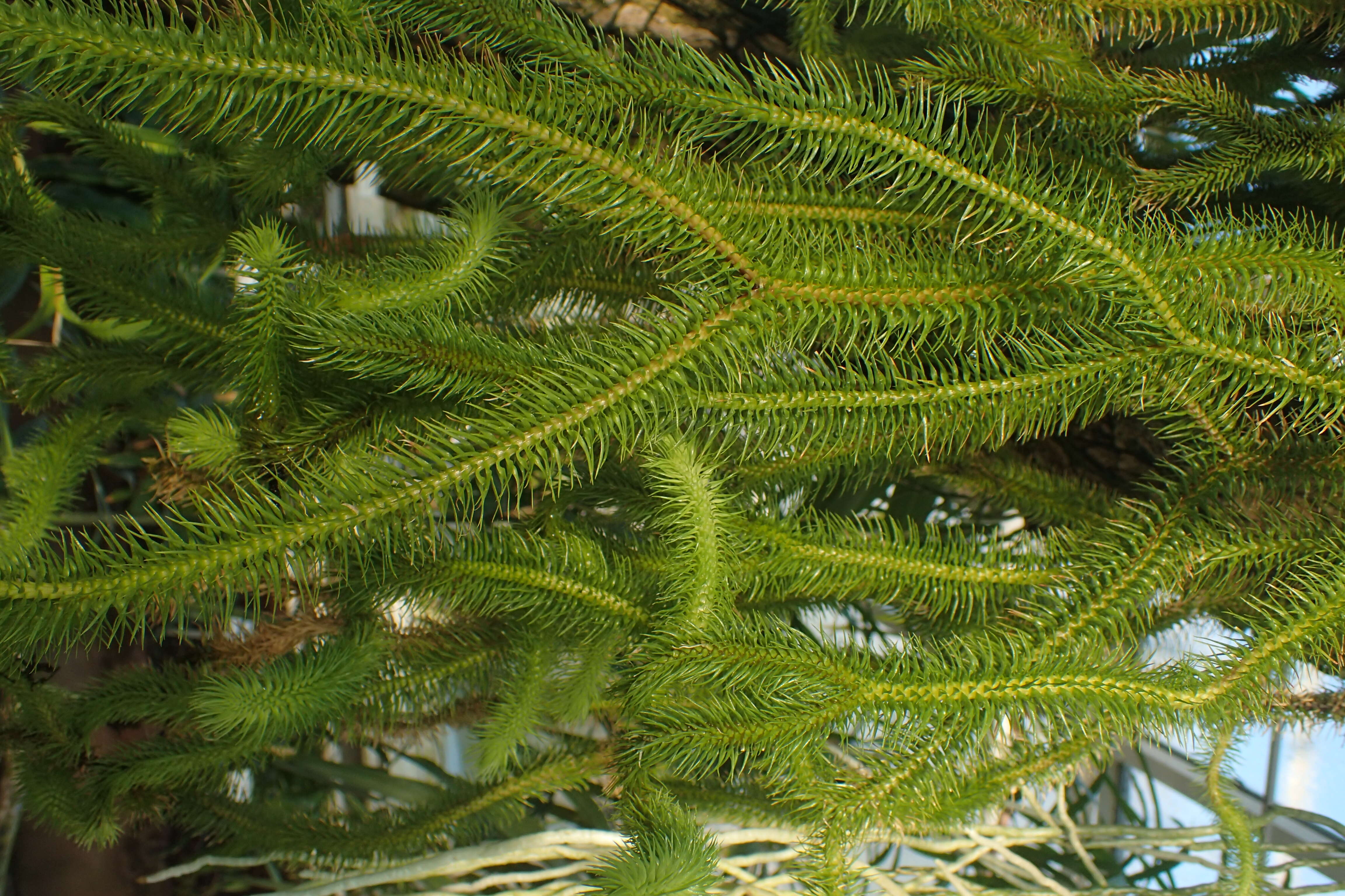 Image of rock tassel fern