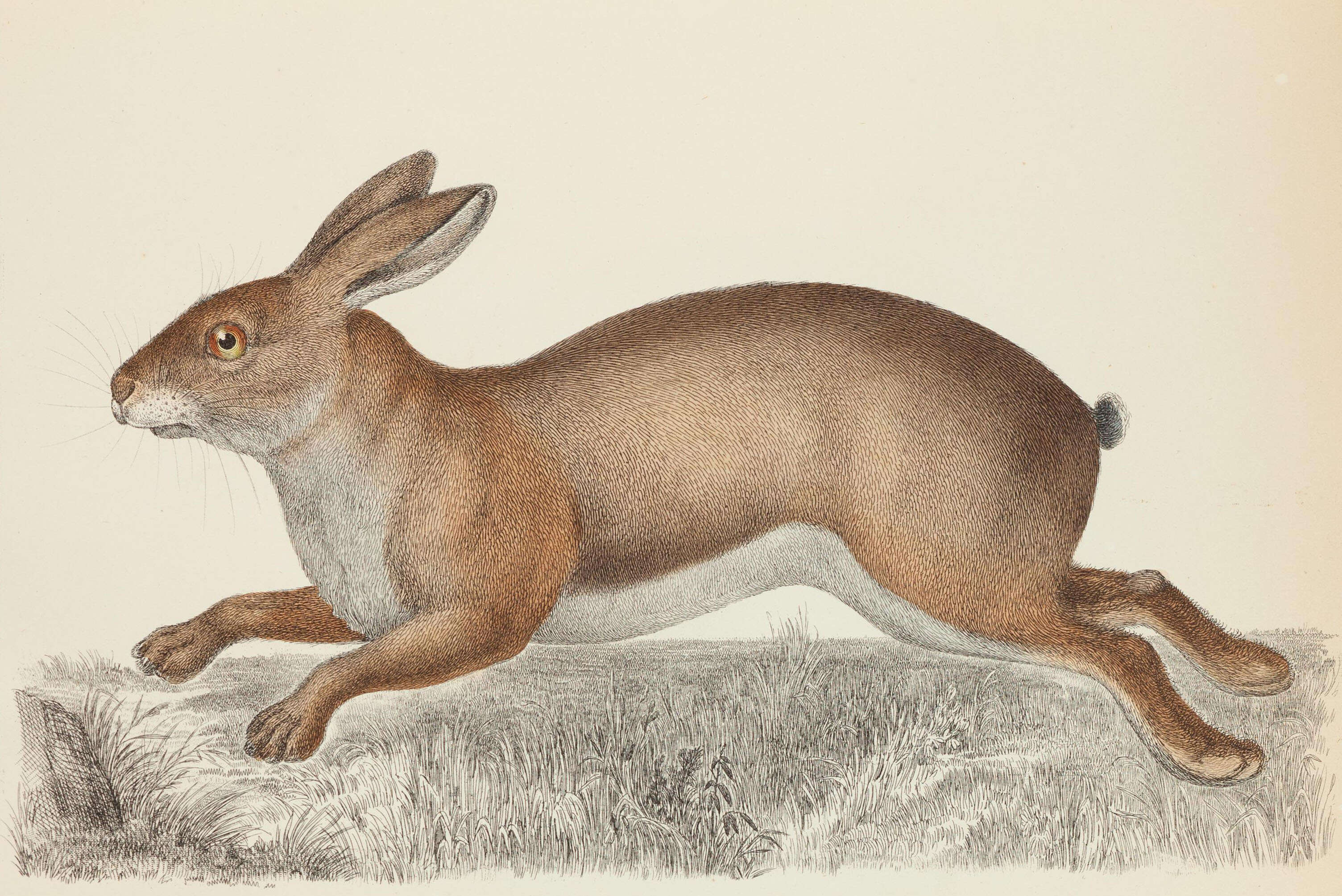 Image of Brush Rabbit