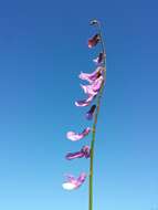 Image of Fine-leaf vetch