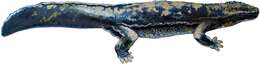 Image of Chinese giant salamander