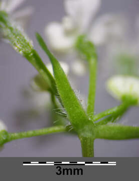 Image of garden chervil