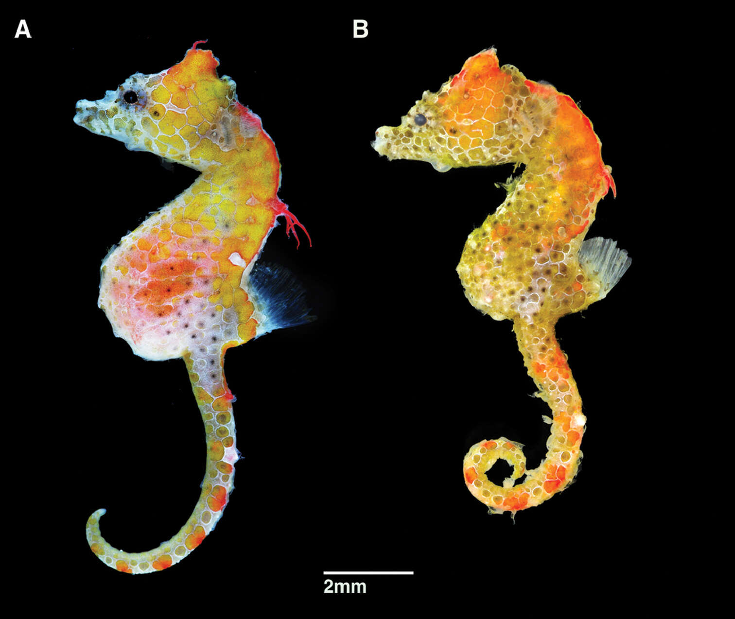 Image of Hippocampus japapigu