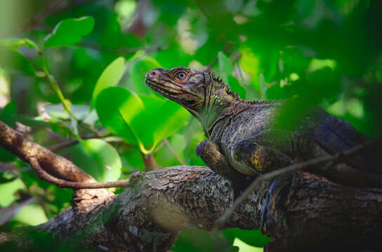 Image of Crested Lizard