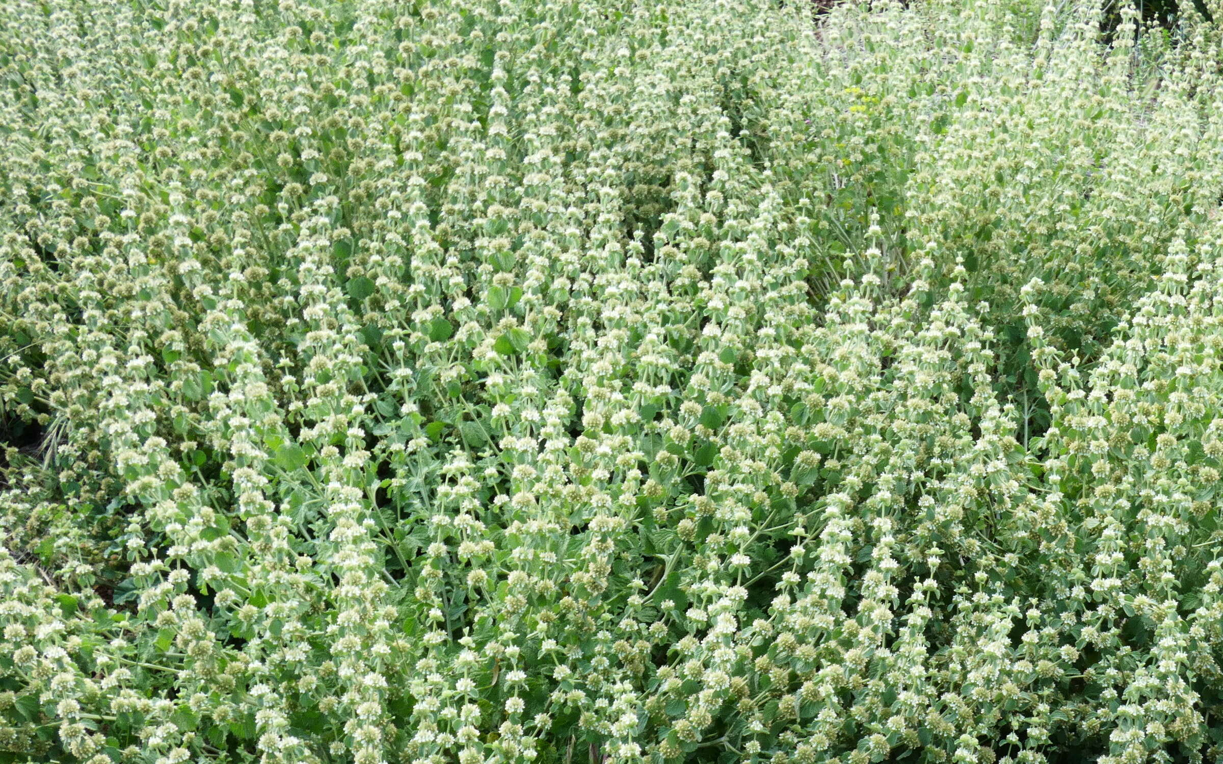 Image of horehound