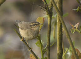 Image de Pouillot brun