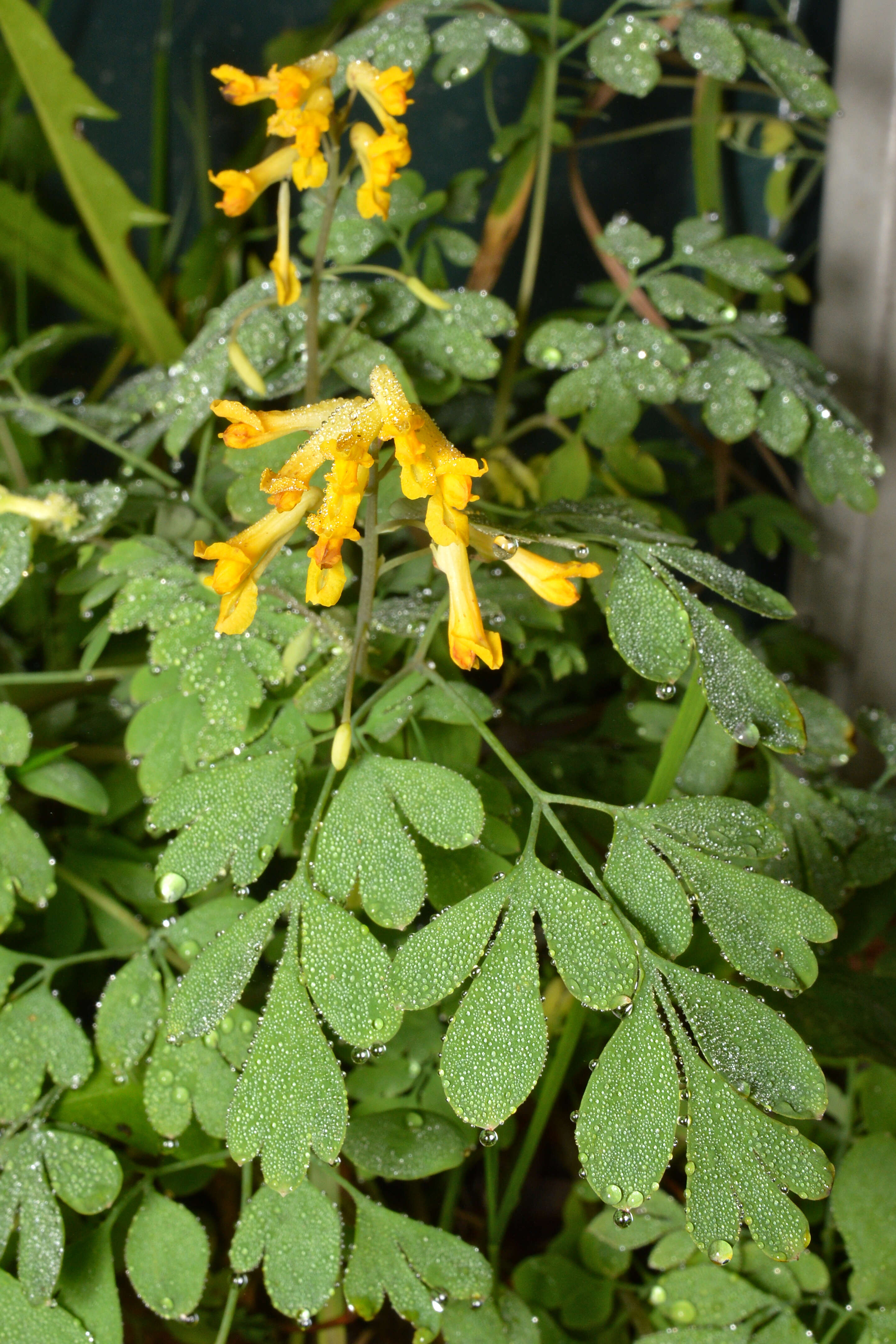 Image of yellow corydalis