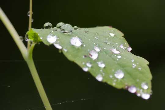 Image of jewelweed