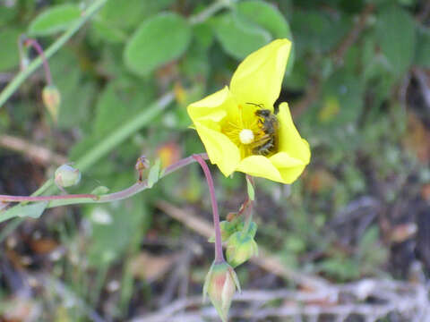 Image of Tuberaria lignosa (Sweet) Samp.