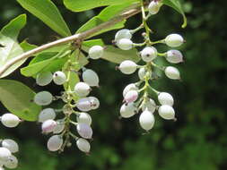 Image of Berberis aristata DC.