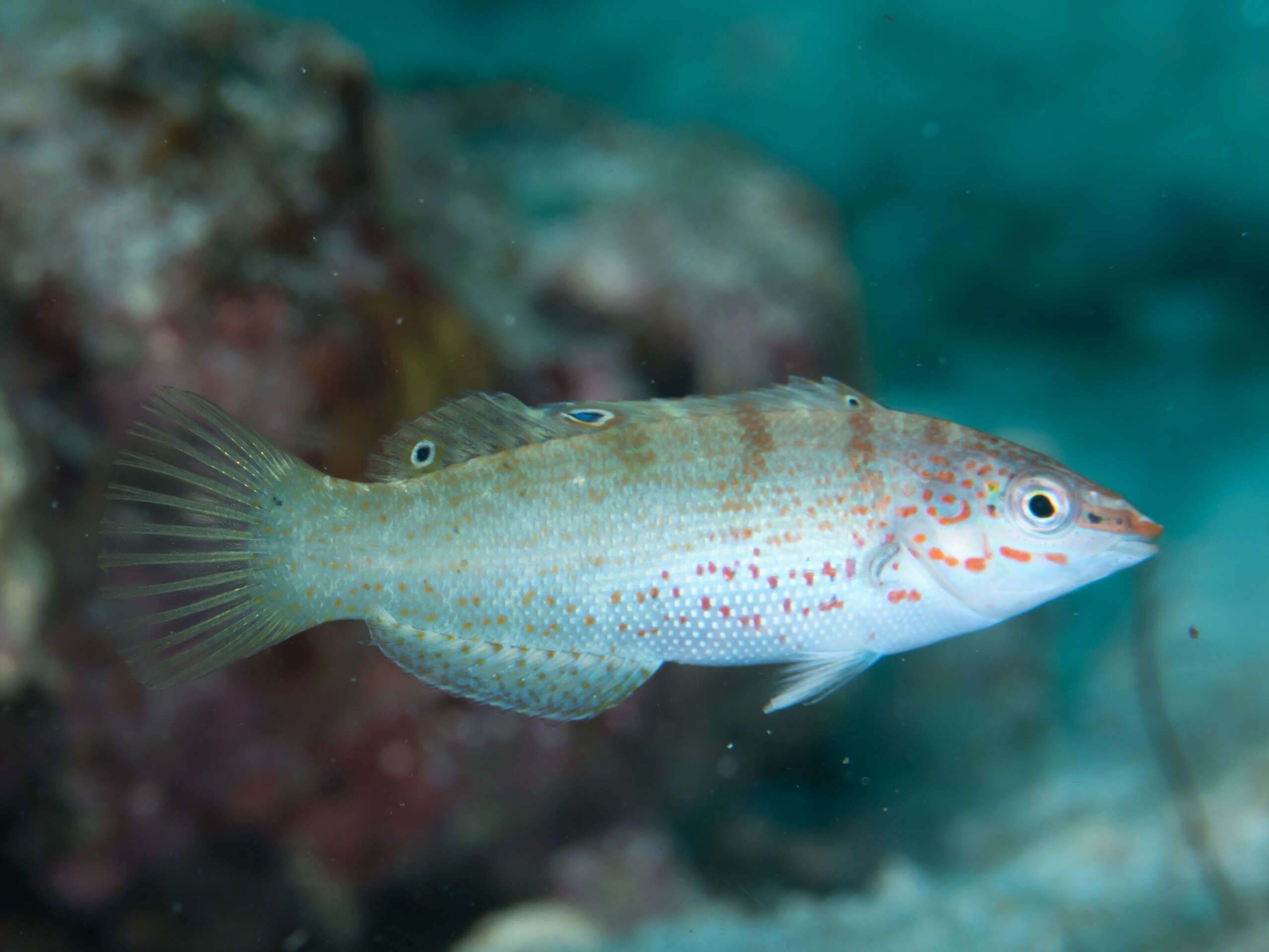 Слика од Coris batuensis (Bleeker 1856)