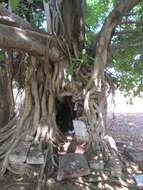 Image of Banyan