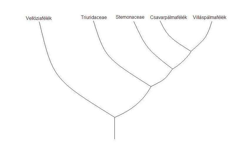 Image of Pandanales