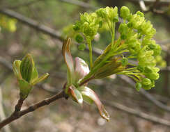 Image of Norway Maple