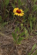 Image of Common perennial gaillardia