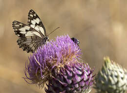 Image of Levantine Marbled White