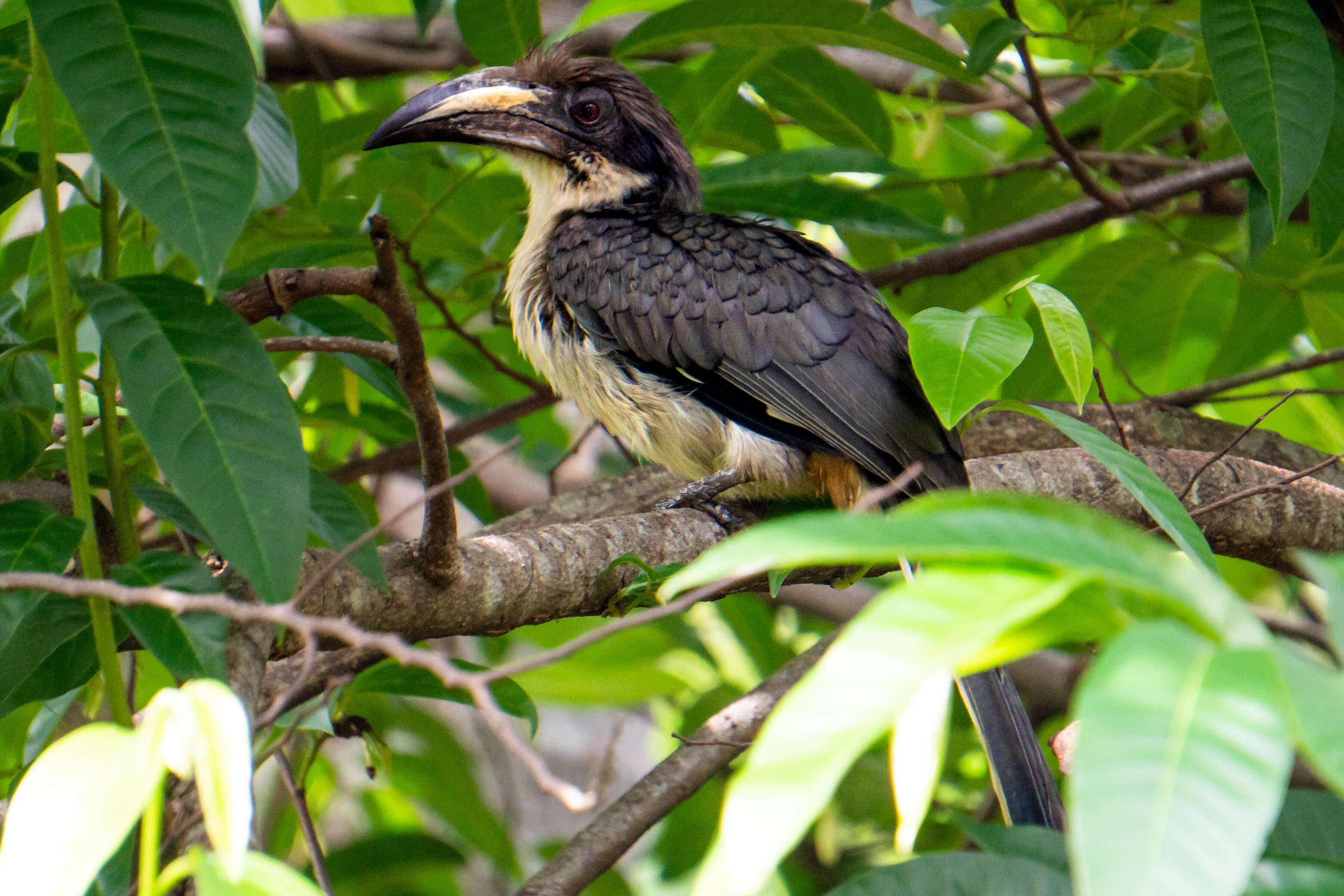 Image of Ceylon Grey-Hornbill