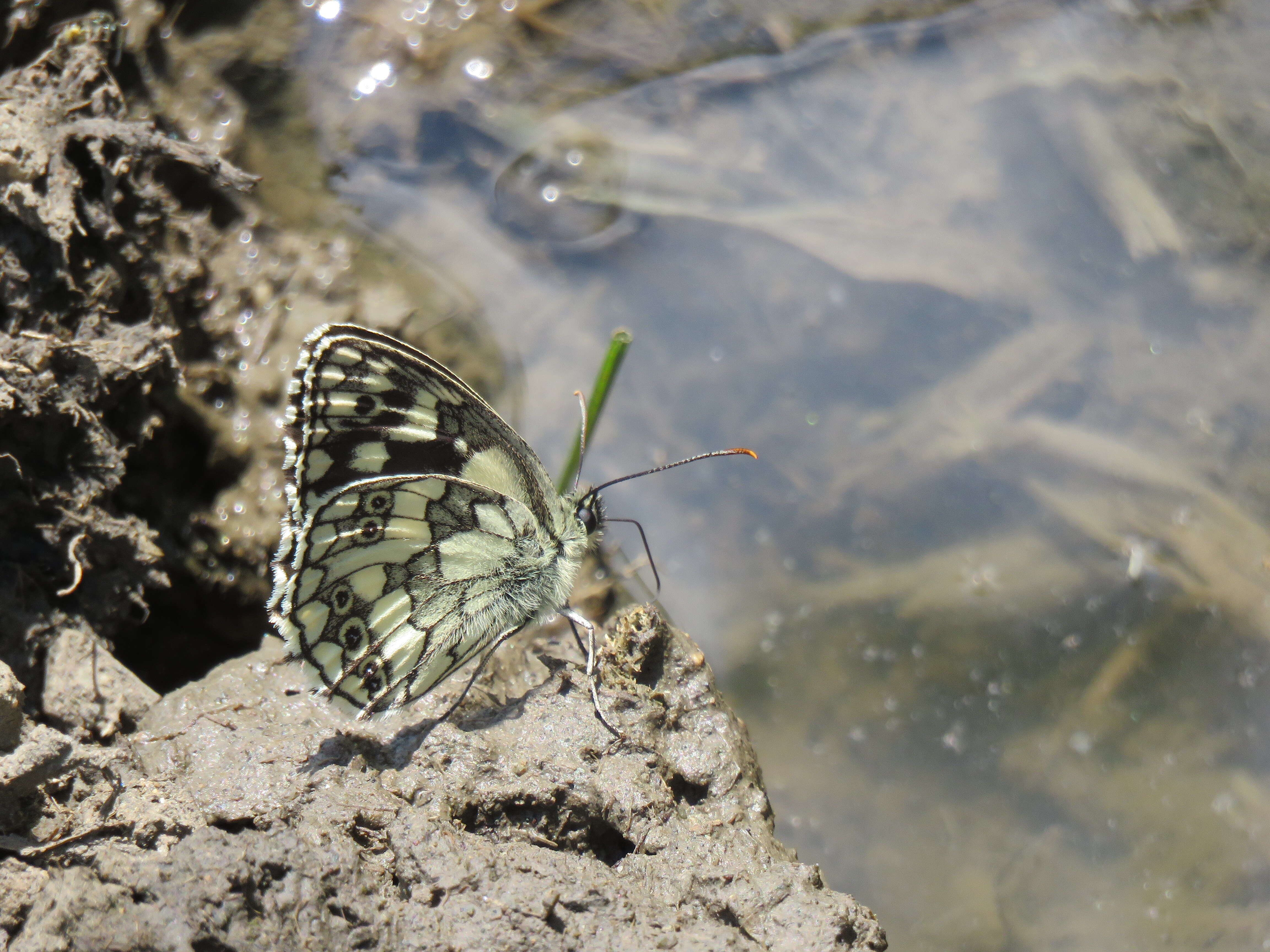 Image of marbled white