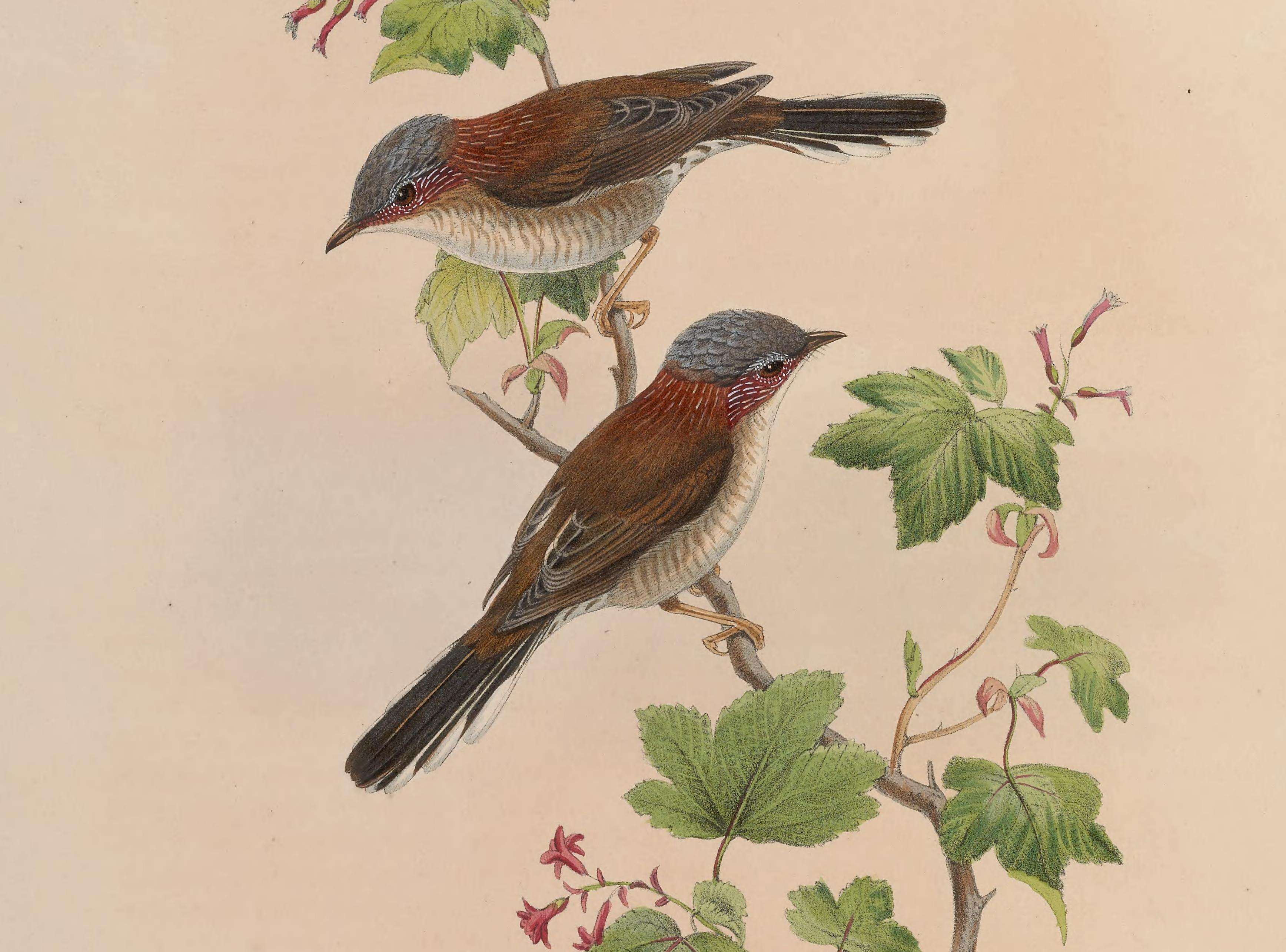 Image of Yuhina torqueola