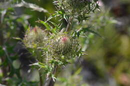 Image of yellow thistle