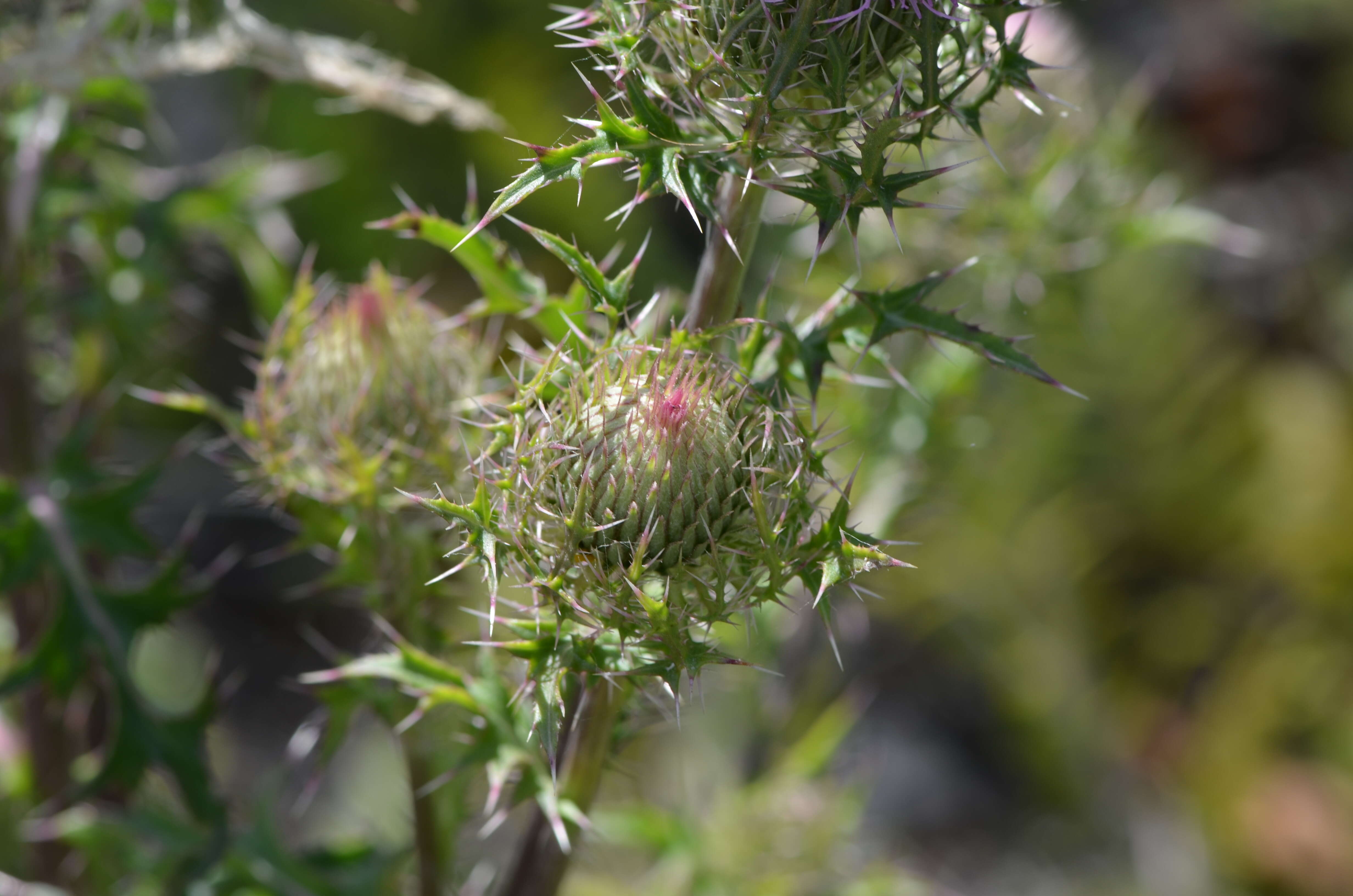 Image of yellow thistle