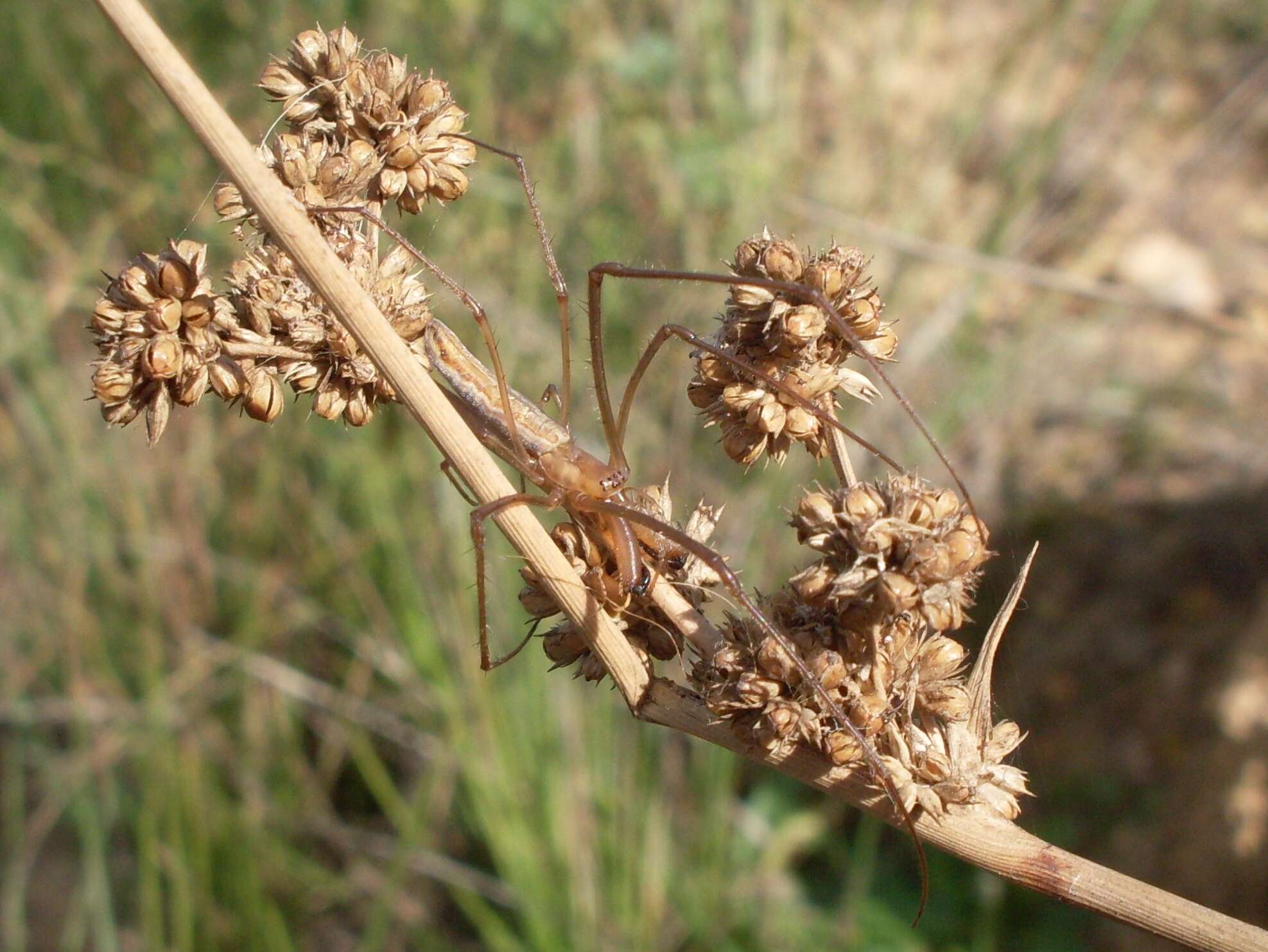 Image of Juncus australis J. D. Hook.